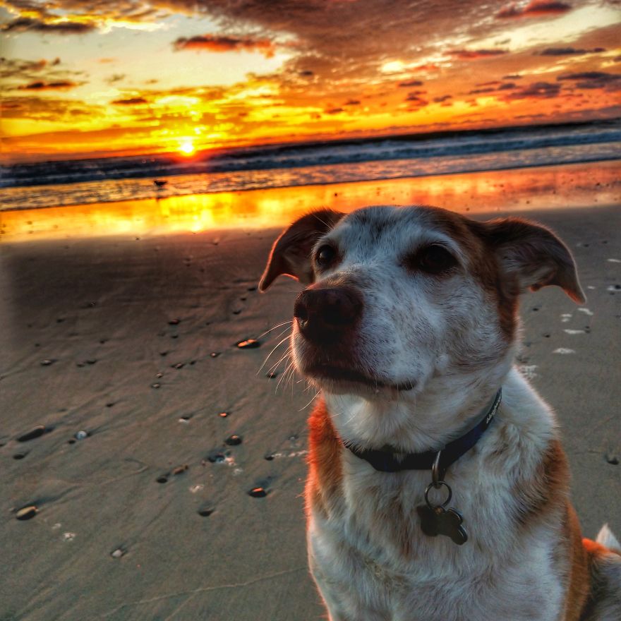 Dogs Document Lame Graffiti And Trash Found On Beach In The Summer