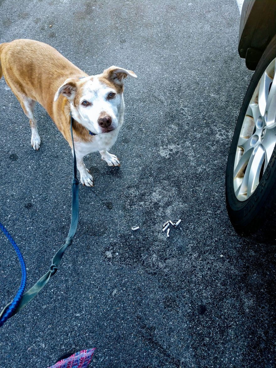Dogs Document Lame Graffiti And Trash Found On Beach In The Summer