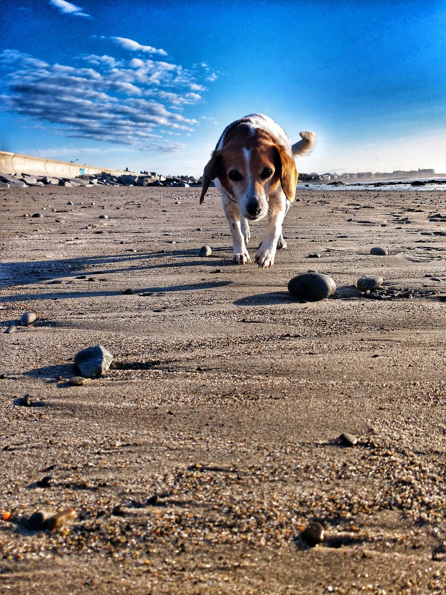 Dogs Document Lame Graffiti And Trash Found On Beach In The Summer