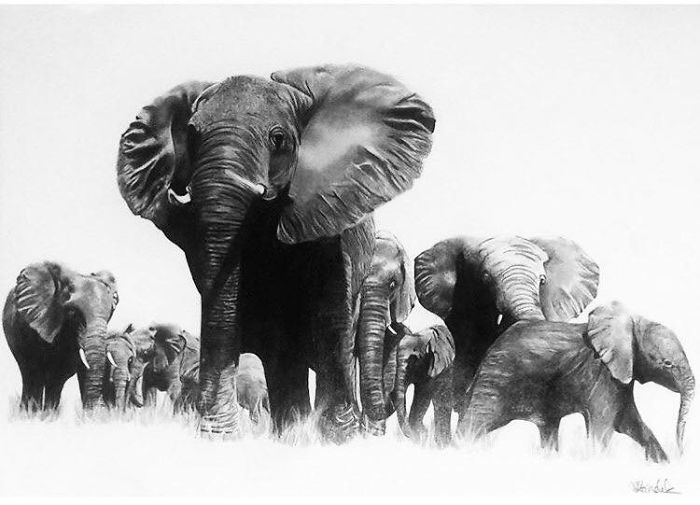 Elephant Herd
