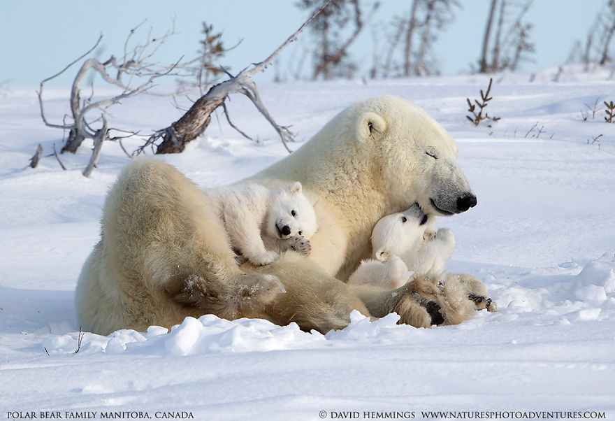 I Photographed Amazing Polar Bears And Cubs In The Wild