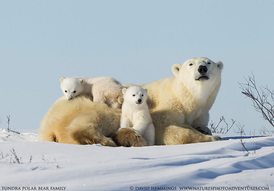 I Photographed Amazing Polar Bears And Cubs In The Wild
