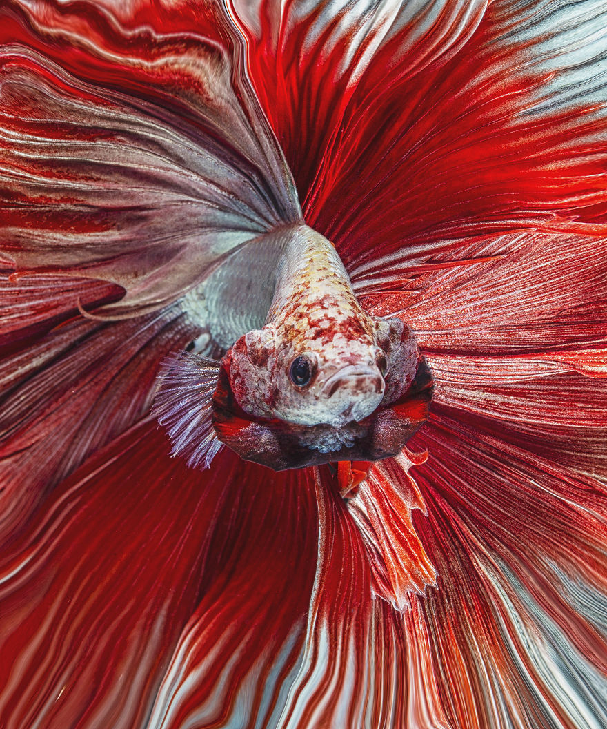 I Shoot Beta Fish With Amazing Colour And Character