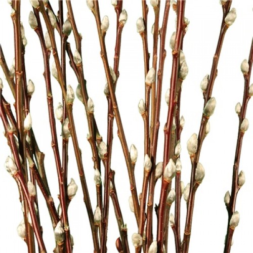 Pussy-Willow-2014-500x500-5defc41cdd6de.jpg