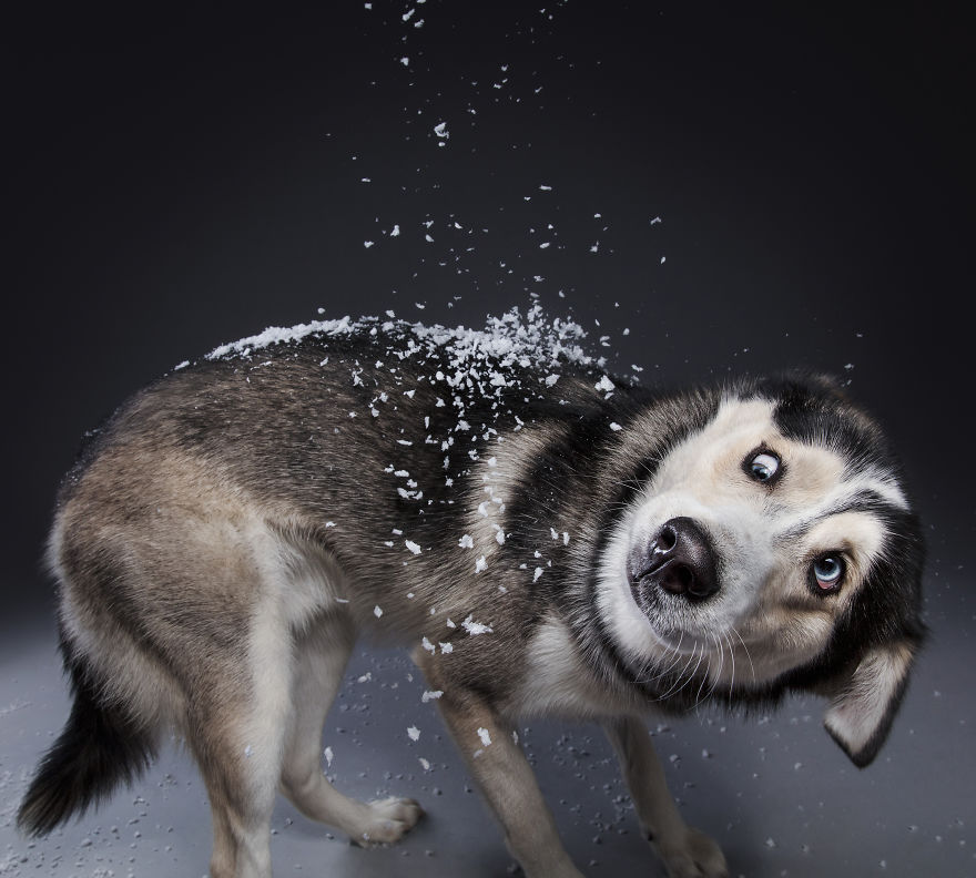 I Celebrated Christmas In My Photography Studio With Some Festive Dogs