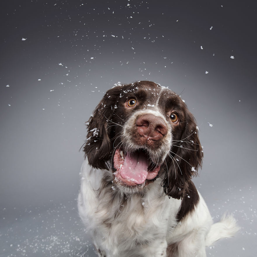 I Celebrated Christmas In My Photography Studio With Some Festive Dogs