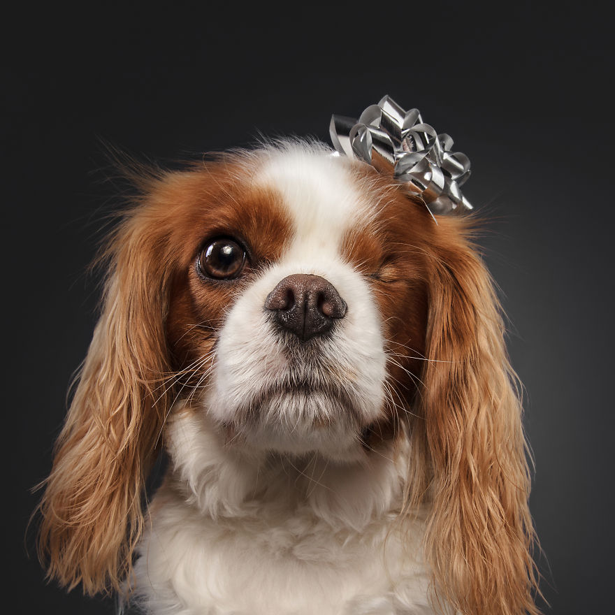 I Celebrated Christmas In My Photography Studio With Some Festive Dogs