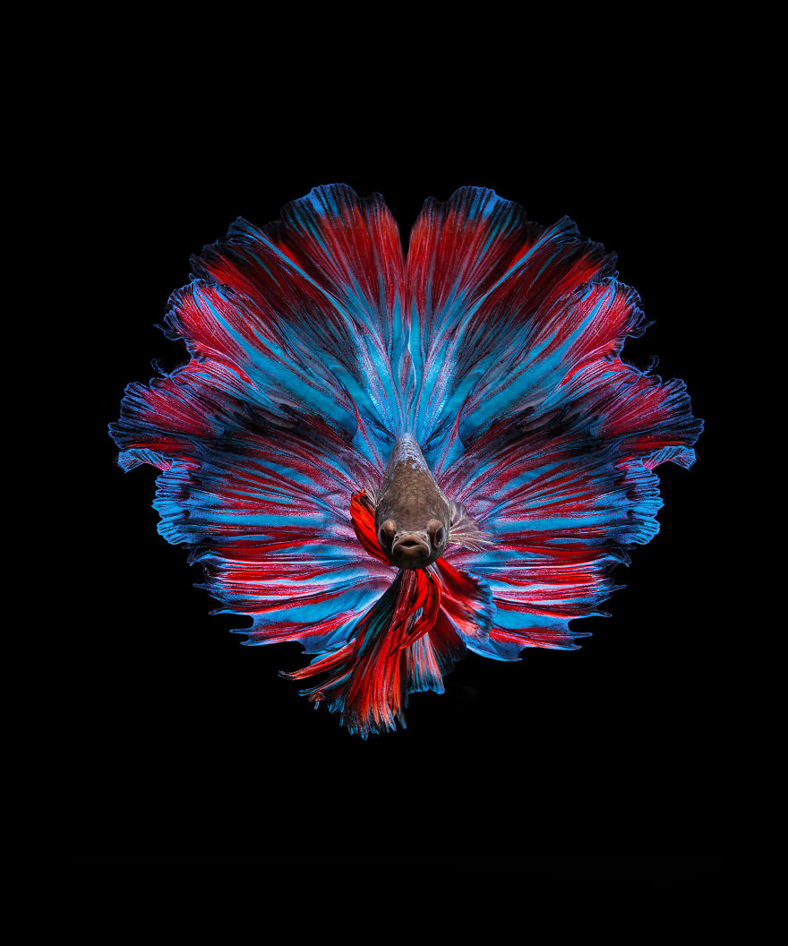 I Shoot Beta Fish With Amazing Colour And Character