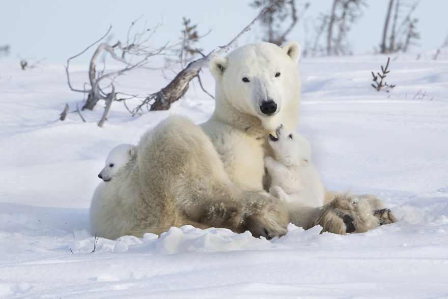I Photographed Amazing Polar Bears And Cubs In The Wild I Photographed Amazing Polar Bears And Cubs In The Wild