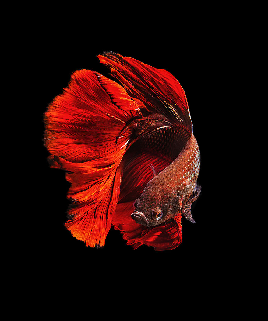 I Shoot Beta Fish With Amazing Colour And Character