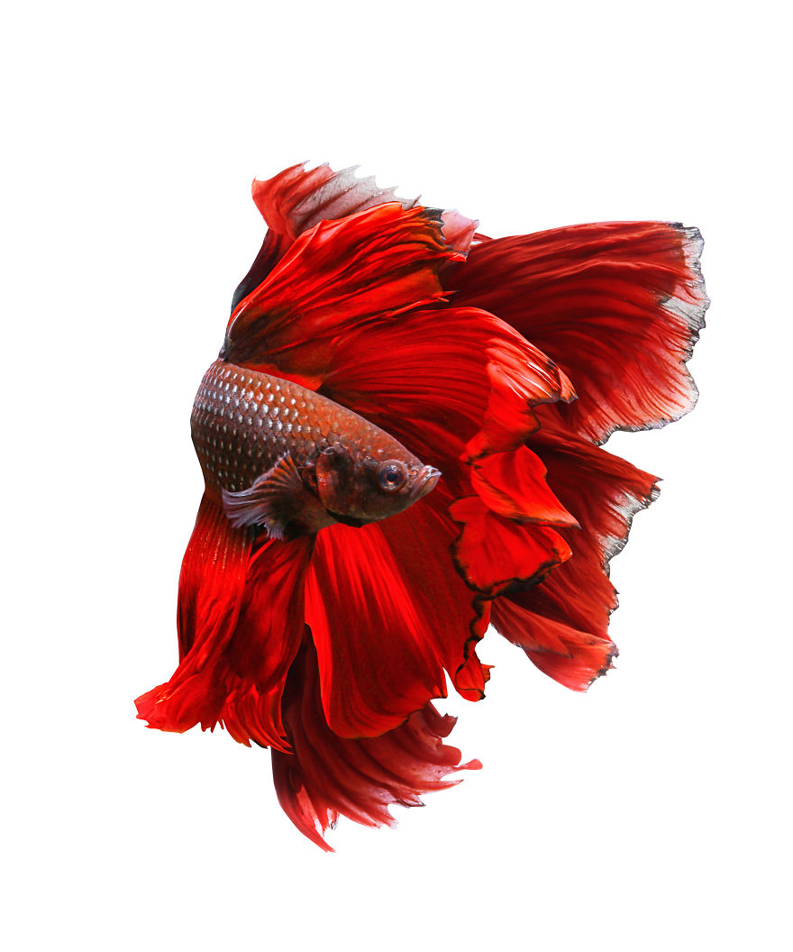 I Shoot Beta Fish With Amazing Colour And Character