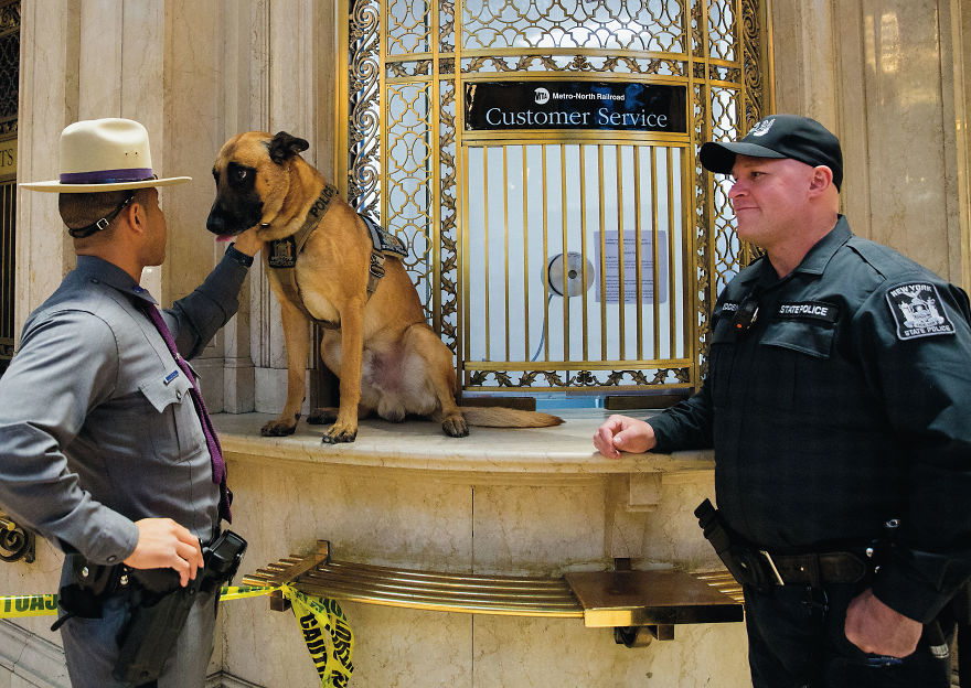 This Photographer Recorded The Daily Life Of Dogs For 40 Years