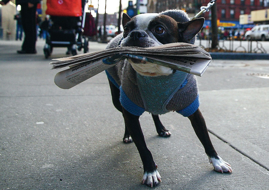 This Photographer Recorded The Daily Life Of Dogs For 40 Years