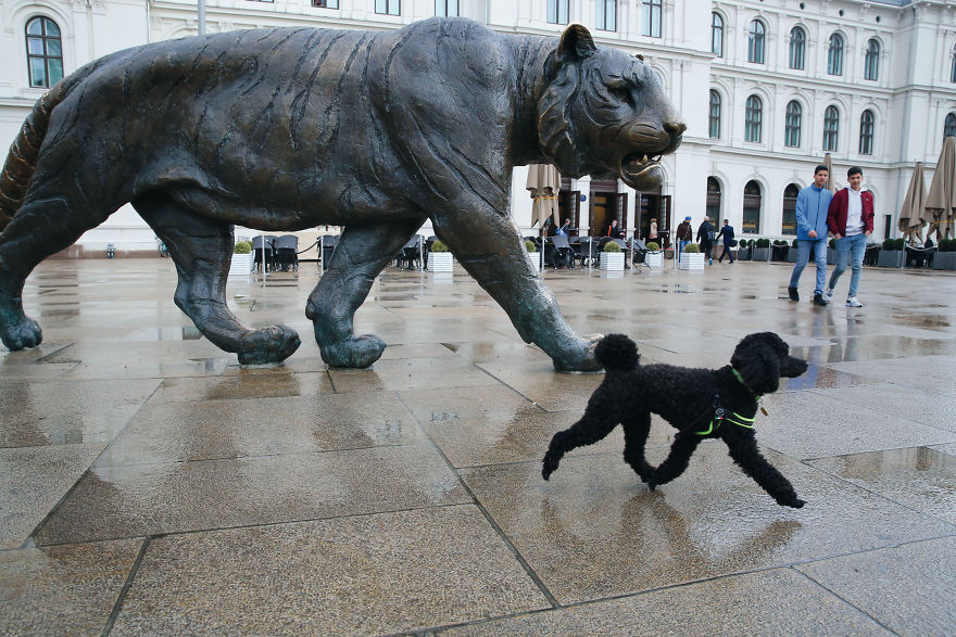 This Photographer Recorded The Daily Life Of Dogs For 40 Years