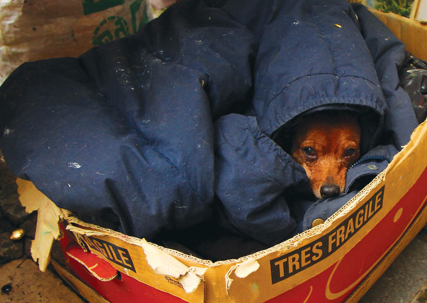 This Photographer Recorded The Daily Life Of Dogs For 40 Years