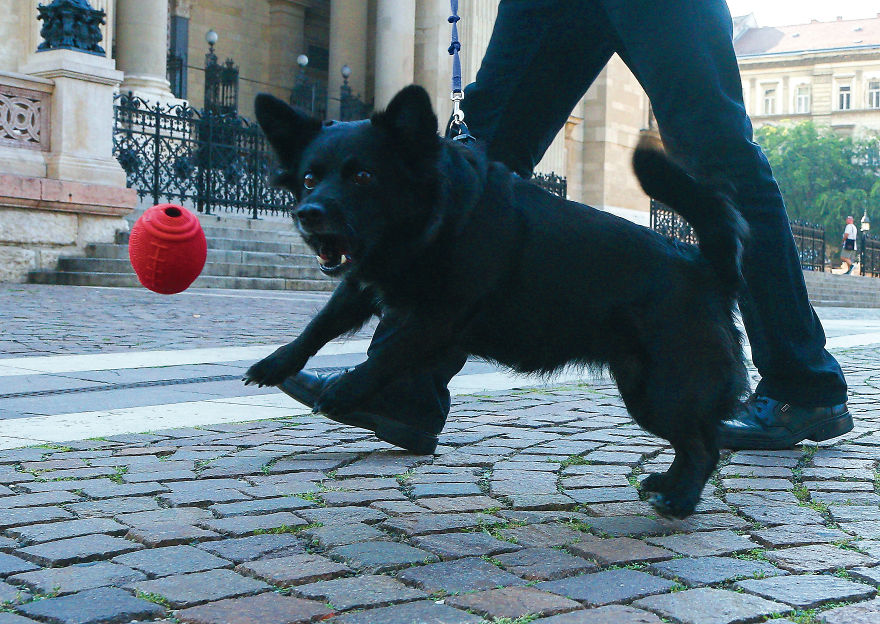 This Photographer Recorded The Daily Life Of Dogs For 40 Years
