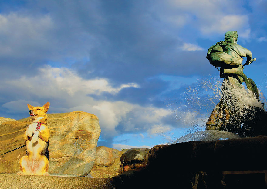 This Photographer Recorded The Daily Life Of Dogs For 40 Years