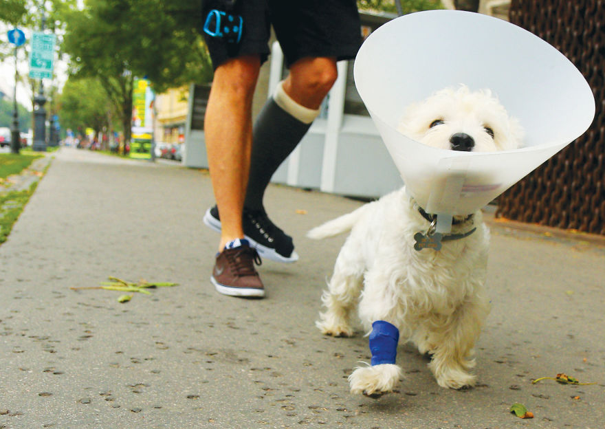 This Photographer Recorded The Daily Life Of Dogs For 40 Years