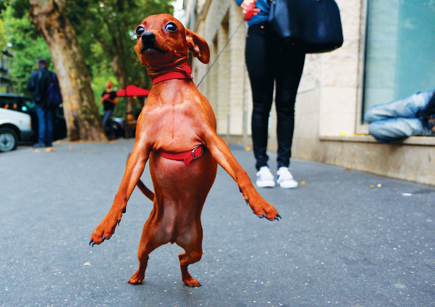 This Photographer Recorded The Daily Life Of Dogs For 40 Years