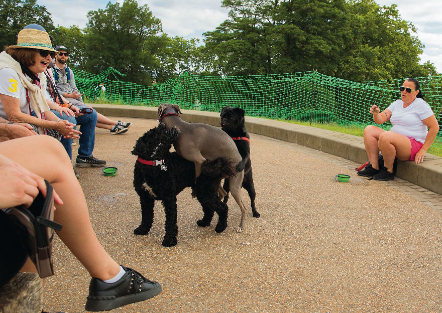 This Photographer Recorded The Daily Life Of Dogs For 40 Years