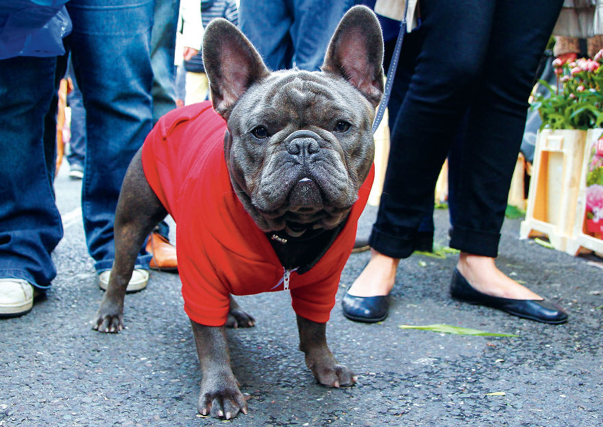 This Photographer Recorded The Daily Life Of Dogs For 40 Years
