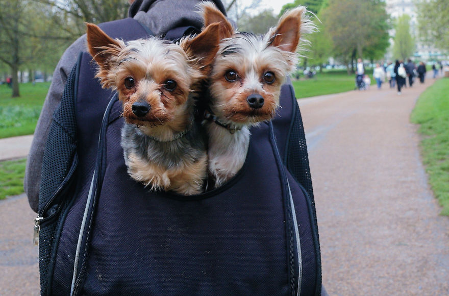 This Photographer Recorded The Daily Life Of Dogs For 40 Years