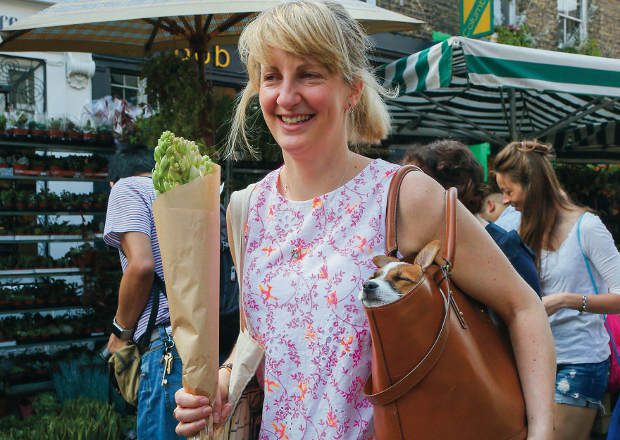 This Photographer Recorded The Daily Life Of Dogs For 40 Years