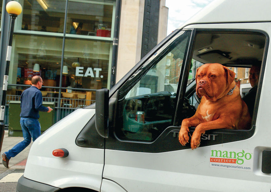 This Photographer Recorded The Daily Life Of Dogs For 40 Years