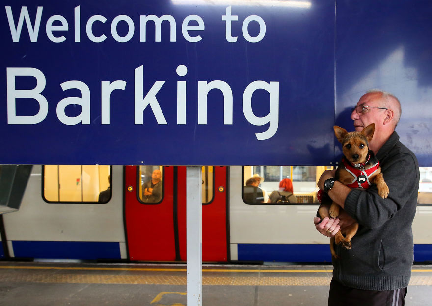 This Photographer Recorded The Daily Life Of Dogs For 40 Years