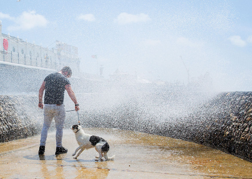 This Photographer Recorded The Daily Life Of Dogs For 40 Years