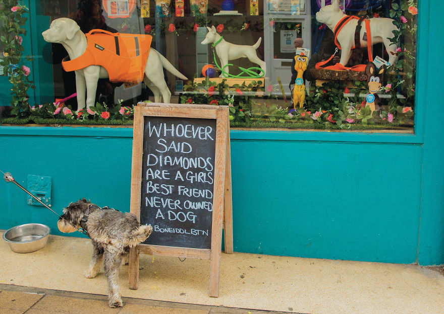 This Photographer Recorded The Daily Life Of Dogs For 40 Years