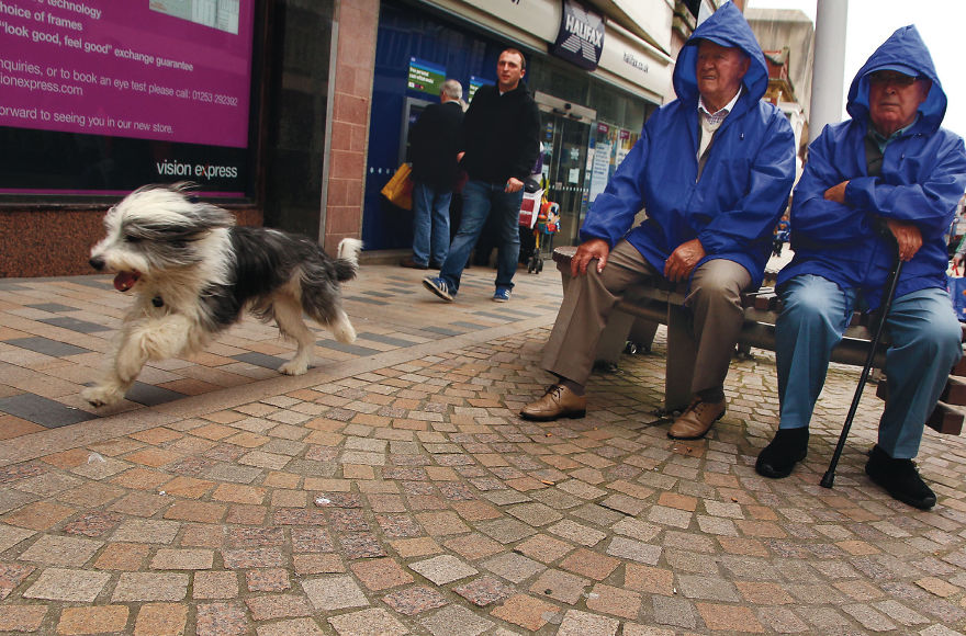 This Photographer Recorded The Daily Life Of Dogs For 40 Years