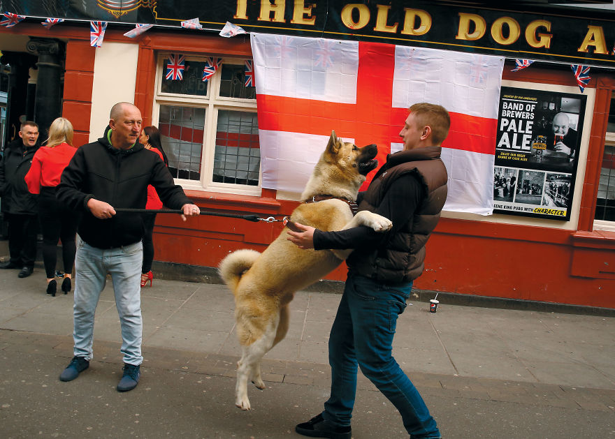 This Photographer Recorded The Daily Life Of Dogs For 40 Years