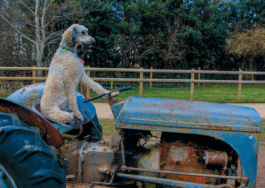 This Photographer Recorded The Daily Life Of Dogs For 40 Years