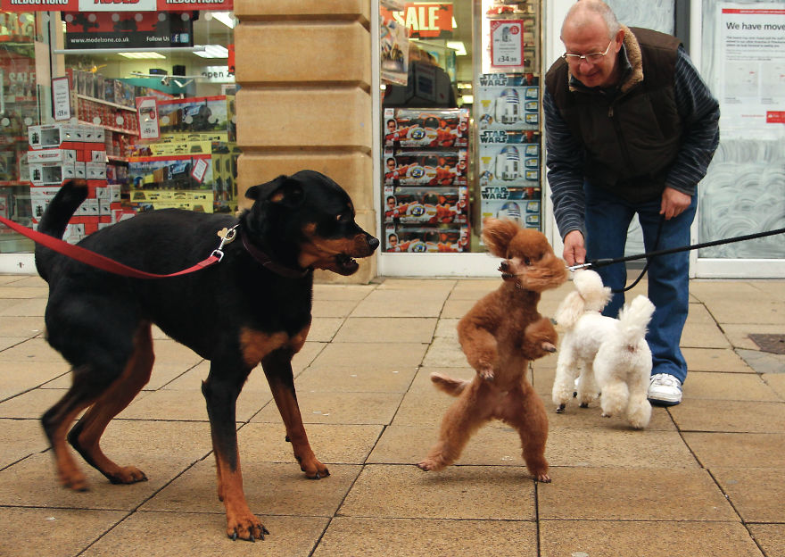 This Photographer Recorded The Daily Life Of Dogs For 40 Years