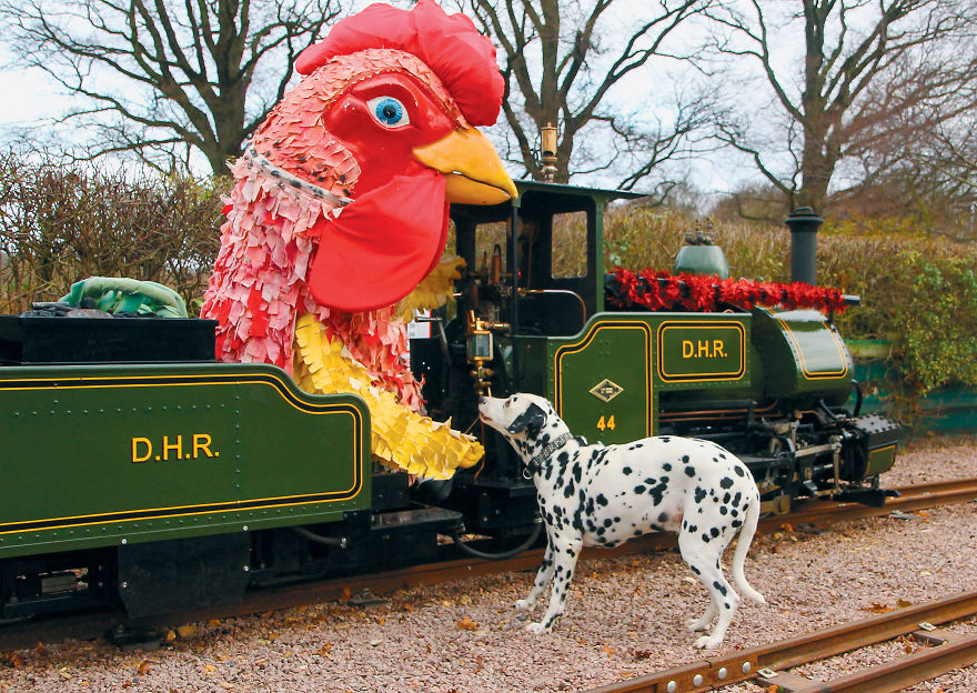 This Photographer Recorded The Daily Life Of Dogs For 40 Years