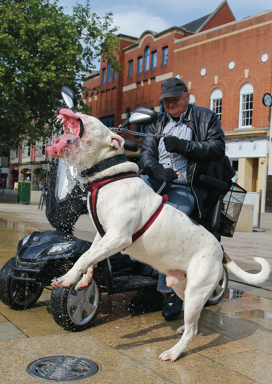 This Photographer Recorded The Daily Life Of Dogs For 40 Years