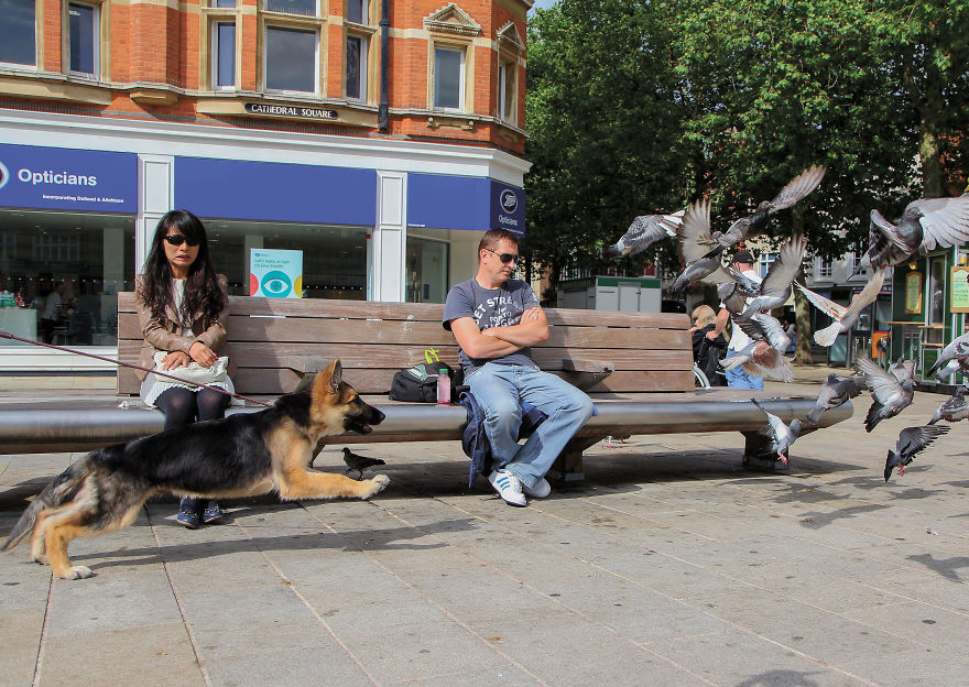 This Photographer Recorded The Daily Life Of Dogs For 40 Years