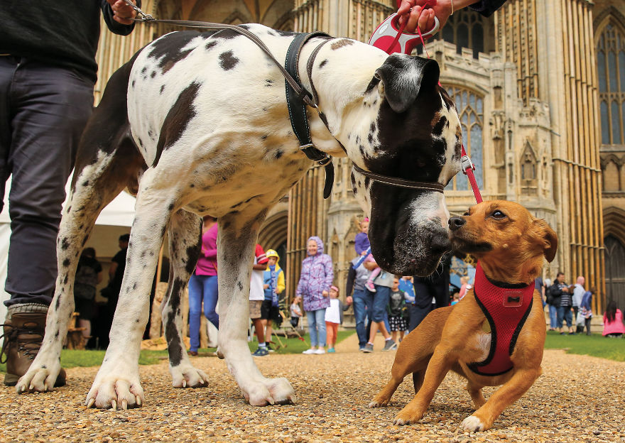 This Photographer Recorded The Daily Life Of Dogs For 40 Years