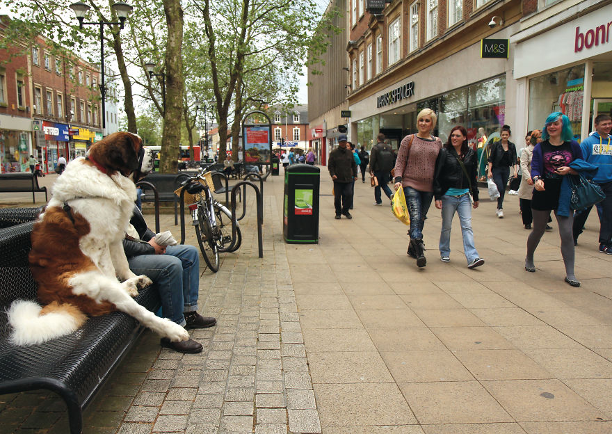 This Photographer Recorded The Daily Life Of Dogs For 40 Years