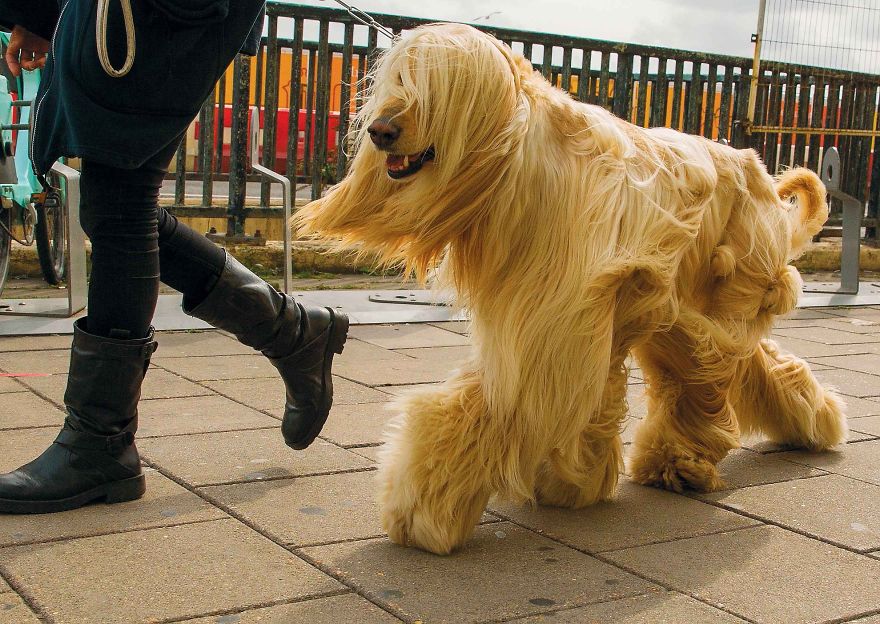 This Photographer Recorded The Daily Life Of Dogs For 40 Years