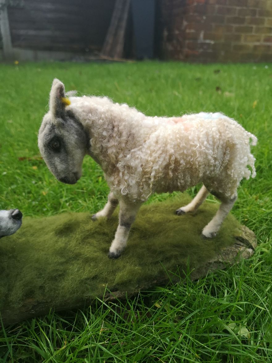 Blue Faced Leicester Sheep.