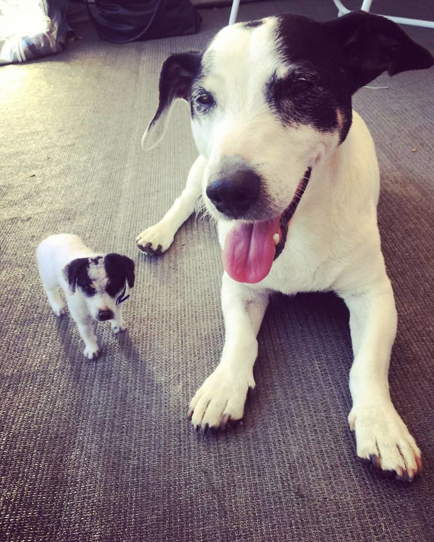 Mini Jack Russell Featured Next To His Miniature Replica