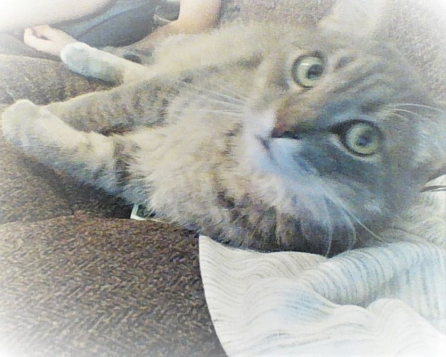 I Get A Lot Of Negative Posts On This Website, So I'm Showing Everyone My Cat Because He Shows Me Life Is Worth Living For I Get A Lot Of Negative Posts On This Website, So I'm Showing Everyone My Cat Because He Shows Me Life Is Worth Living For