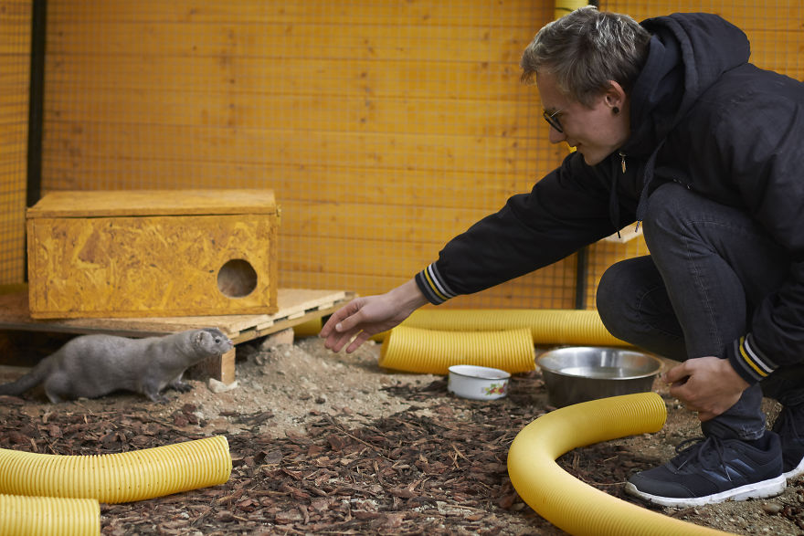 The Story Of A Rescued Mink Named Cranberry (19 Pics)