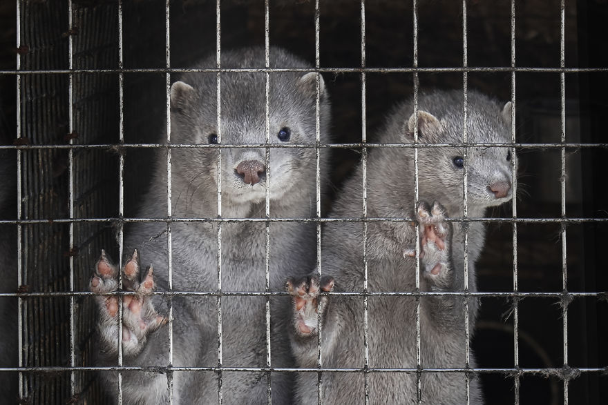 The Story Of A Rescued Mink Named Cranberry (19 Pics)
