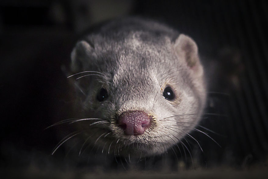 The Story Of A Rescued Mink Named Cranberry (19 Pics)