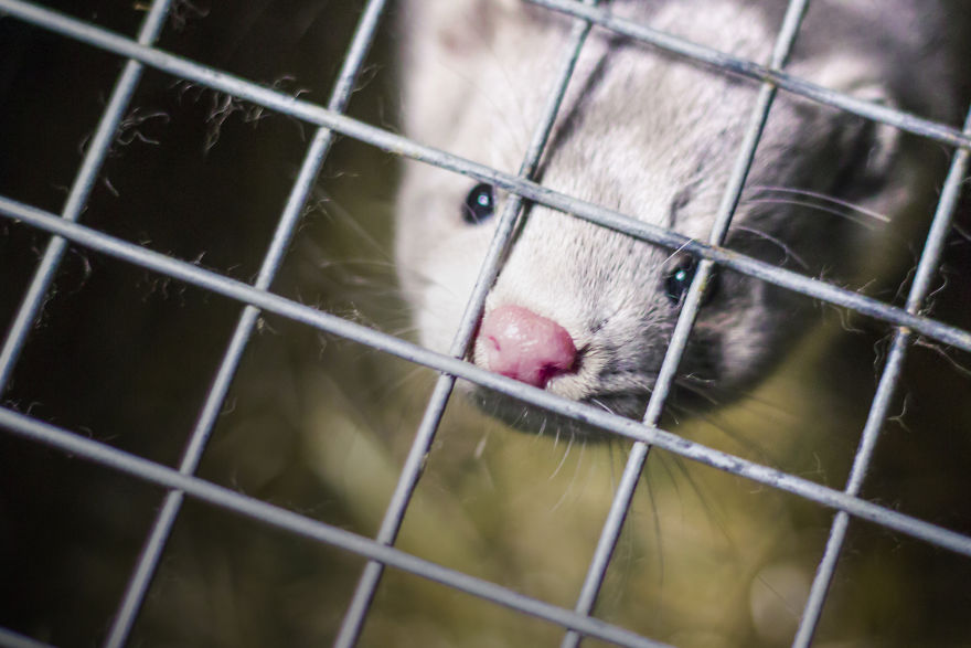 The Story Of A Rescued Mink Named Cranberry (19 Pics)