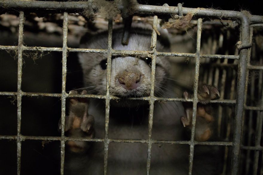 The Story Of A Rescued Mink Named Cranberry (19 Pics) The Story Of A Rescued Mink Named Cranberry (19 Pics)