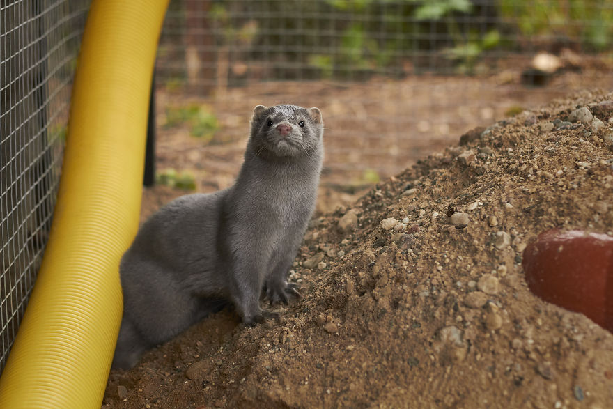 The Story Of A Rescued Mink Named Cranberry (19 Pics) The Story Of A Rescued Mink Named Cranberry (19 Pics)